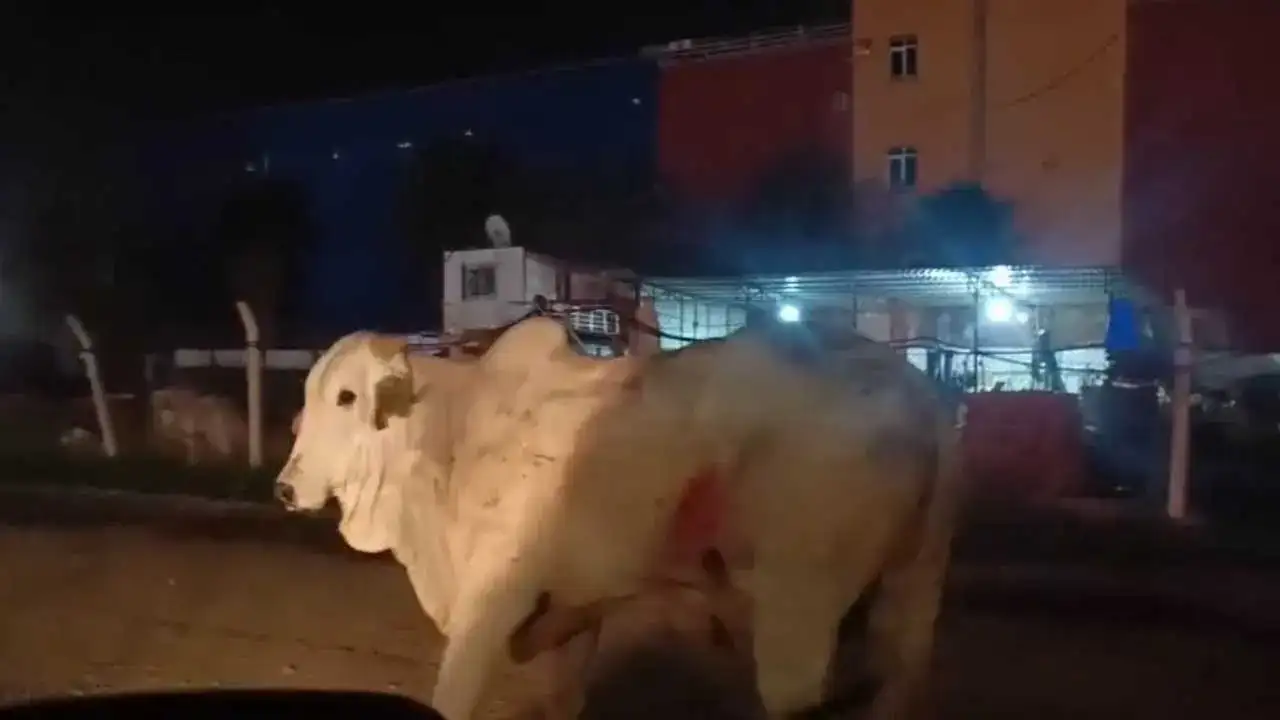 Hatay’da Şehri Turlayan Anguslar Tek Tek Yakalandı 1